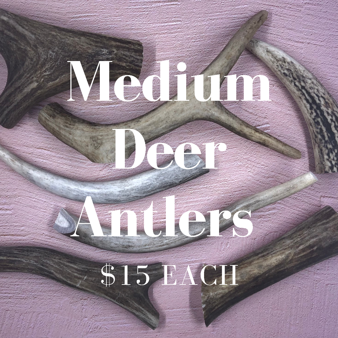 Medium Deer Antlers
