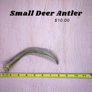 Small Deer Antlers