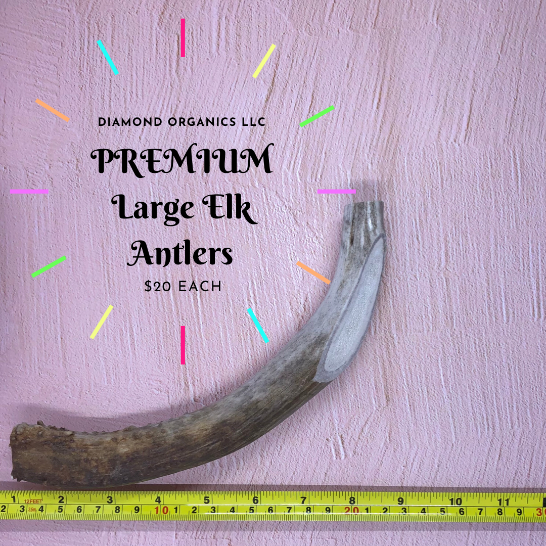 PREMIUM Large Elk Antlers