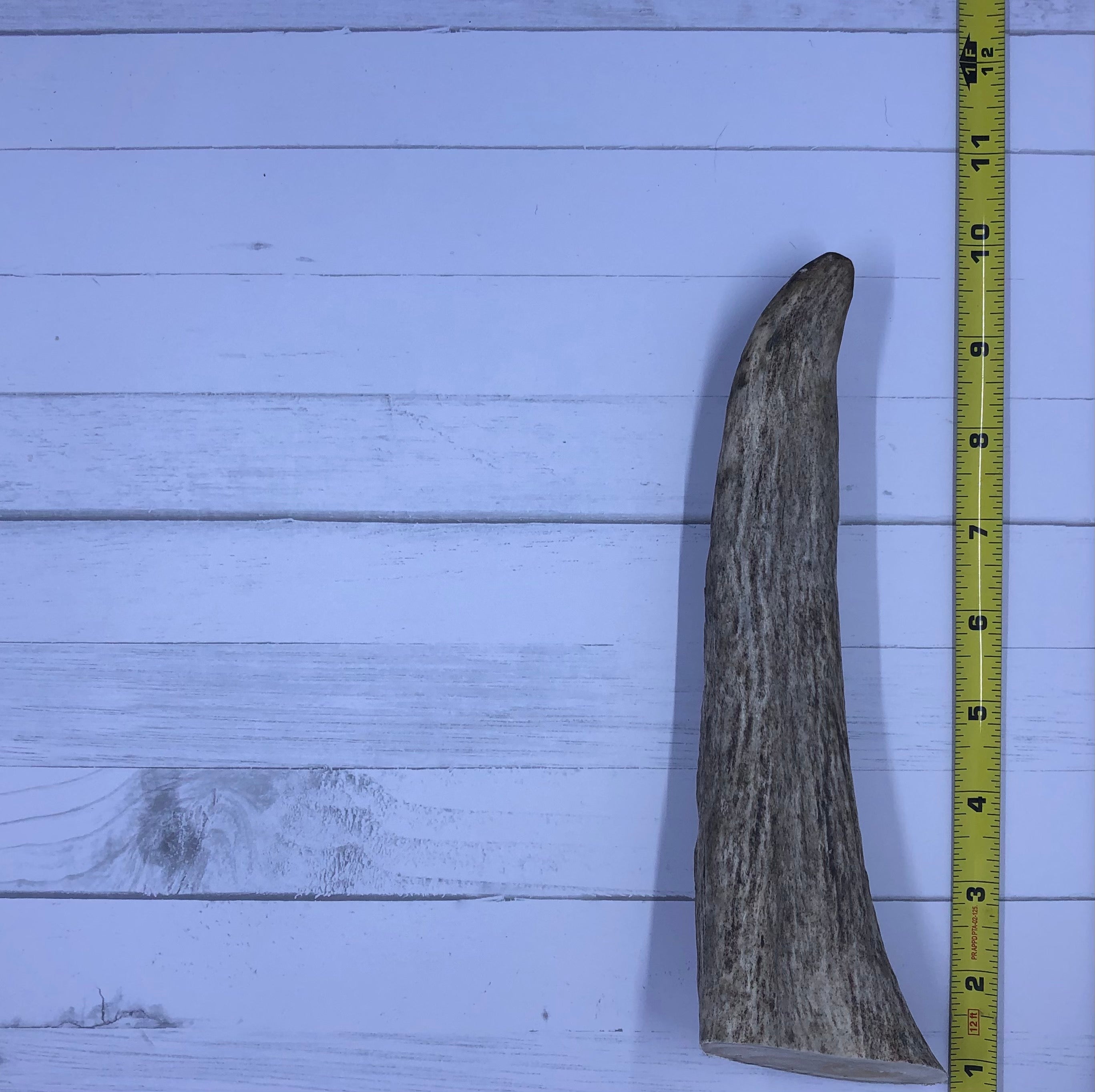 Small Whole Moose Antlers