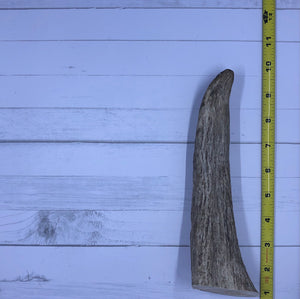 Small Whole Moose Antlers