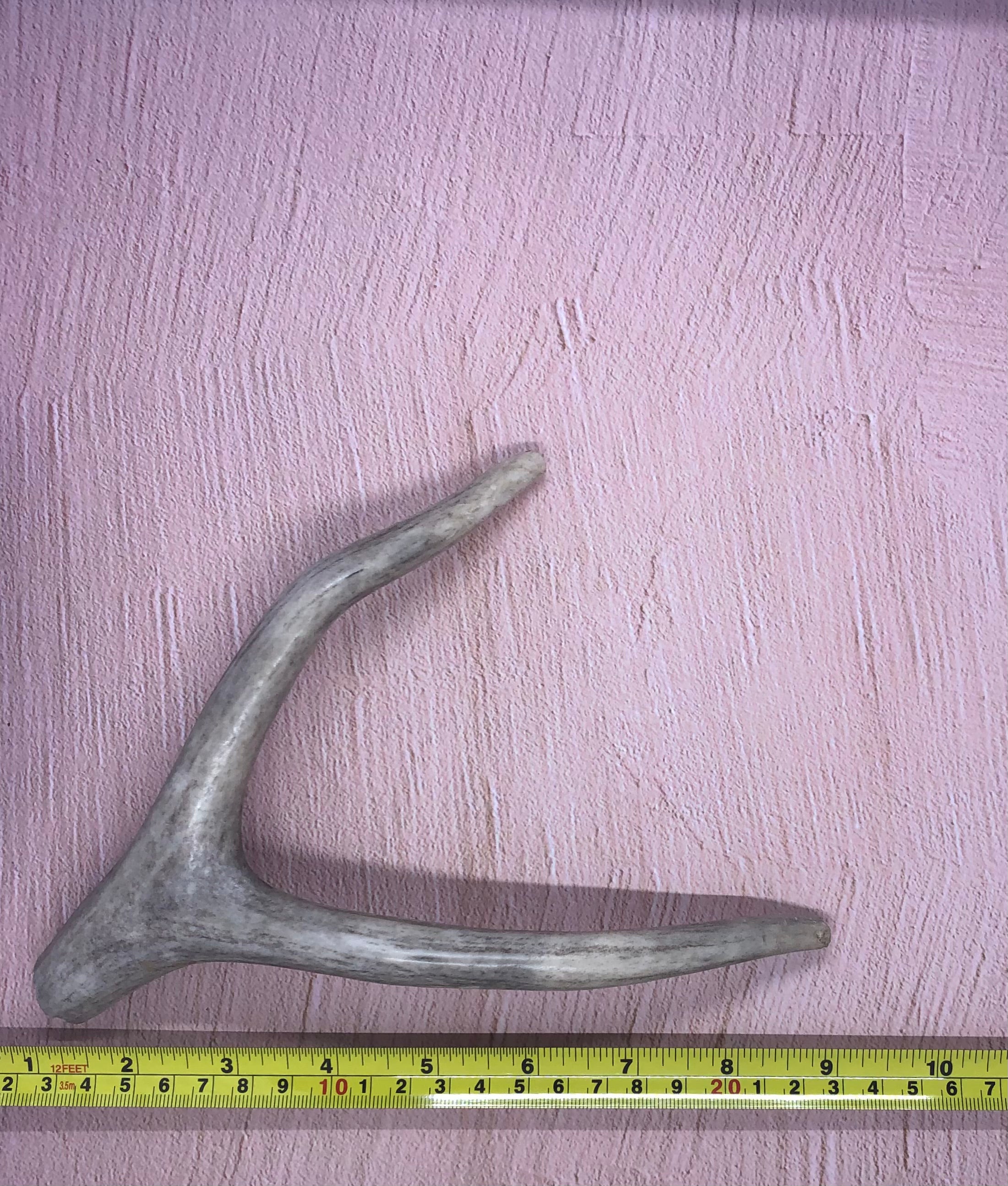 Medium Deer Antlers