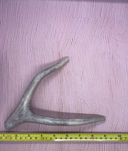 Medium Deer Antlers