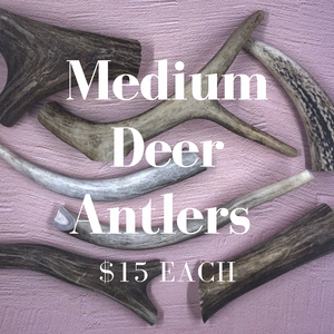 Medium Deer Antlers