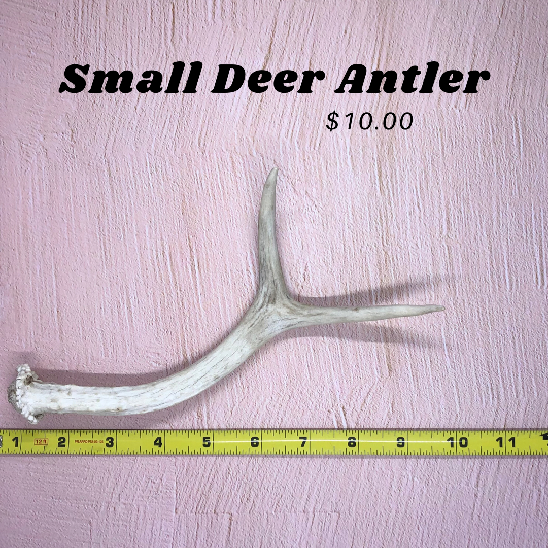 Small Deer Antlers