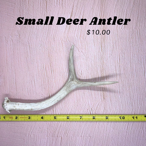 Small Deer Antlers