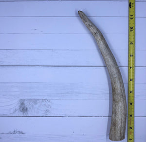 Small Whole Moose Antlers