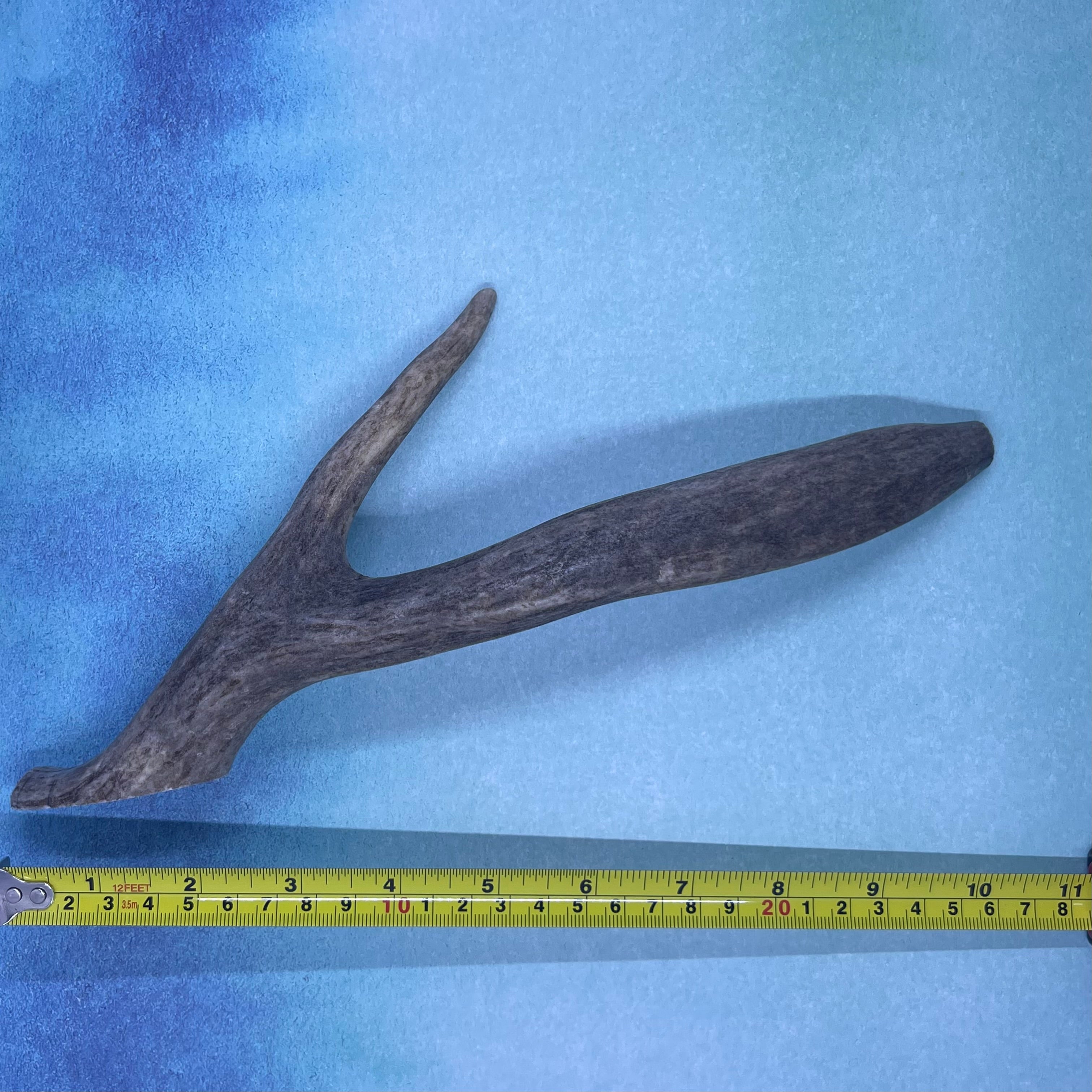Large Deer Antler Chews for Dogs!