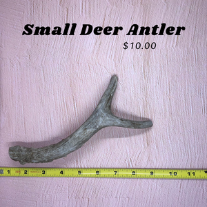 Small Deer Antlers