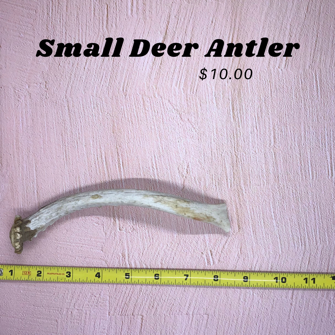 Small Deer Antlers