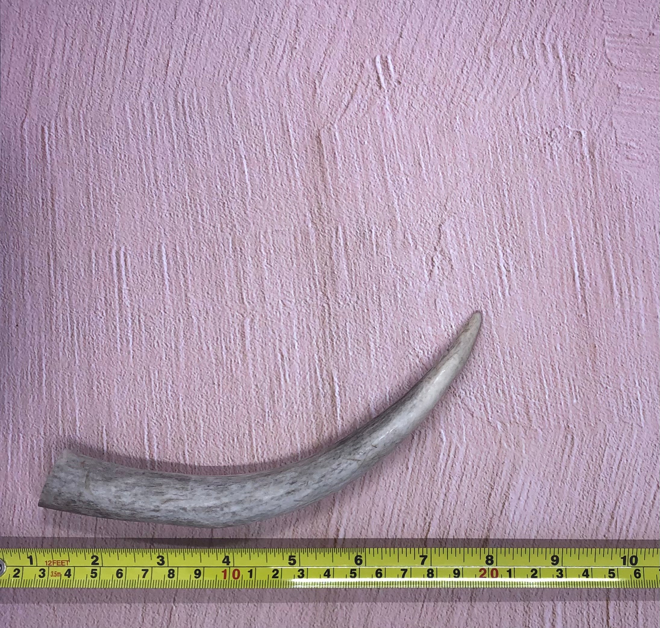 Medium Deer Antlers