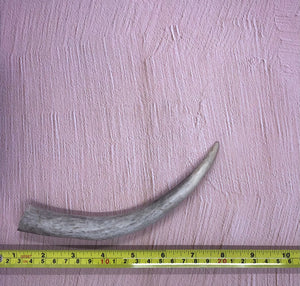 Medium Deer Antlers