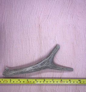 Medium Deer Antlers