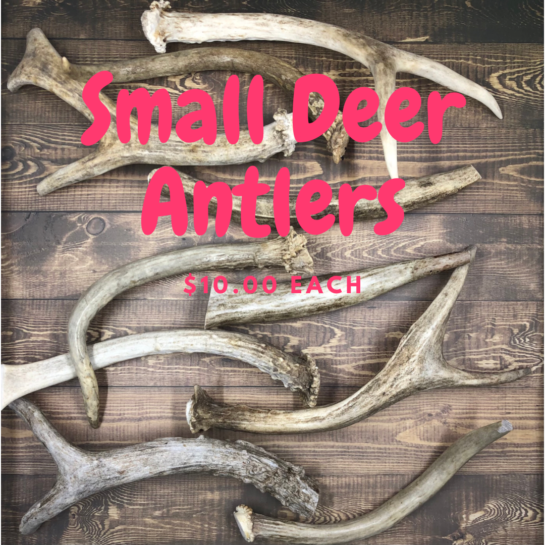 Small Deer Antlers