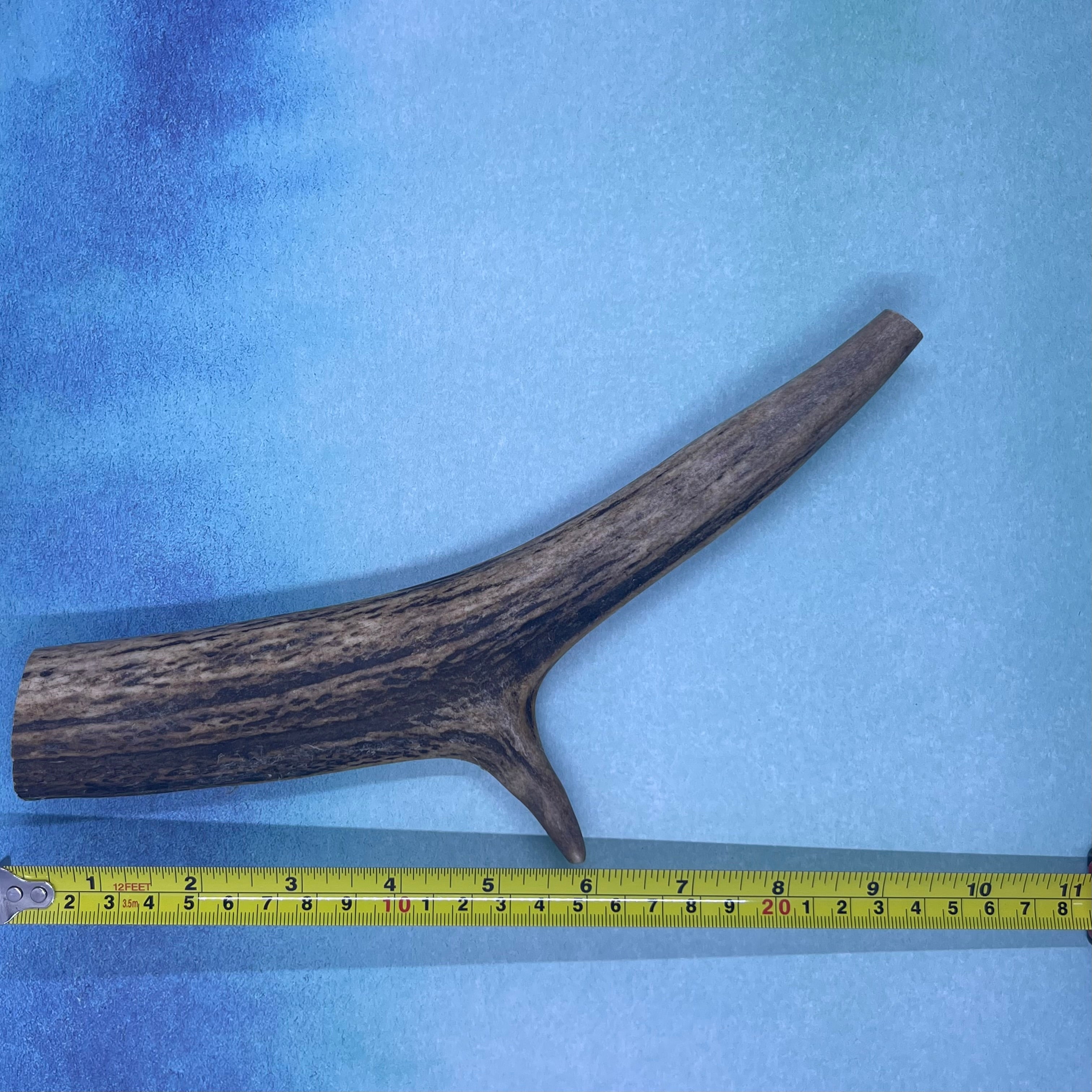 Large Deer Antler Chews for Dogs!