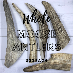 Small Whole Moose Antlers