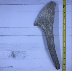 Small Whole Moose Antlers