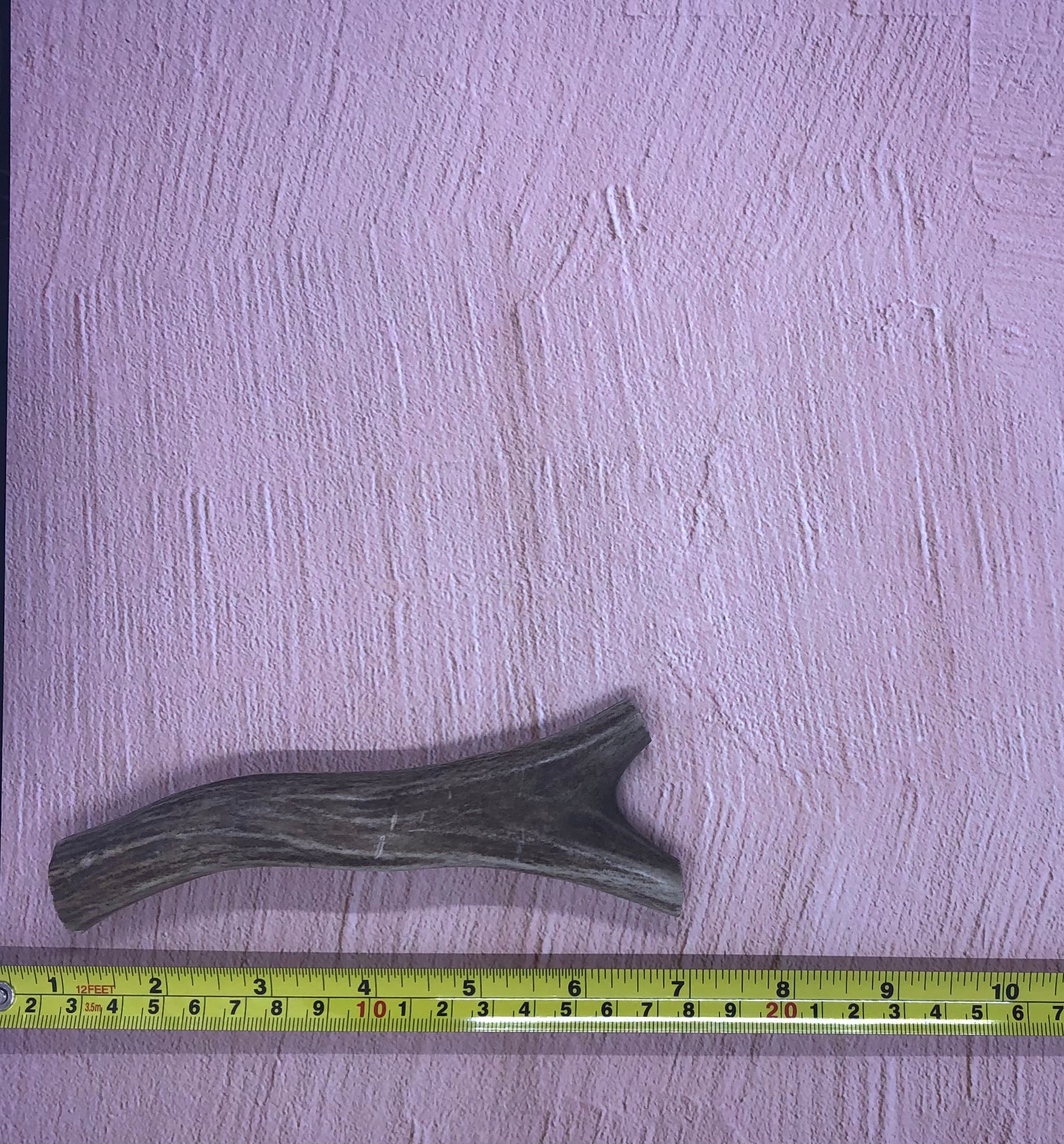 Medium Deer Antlers