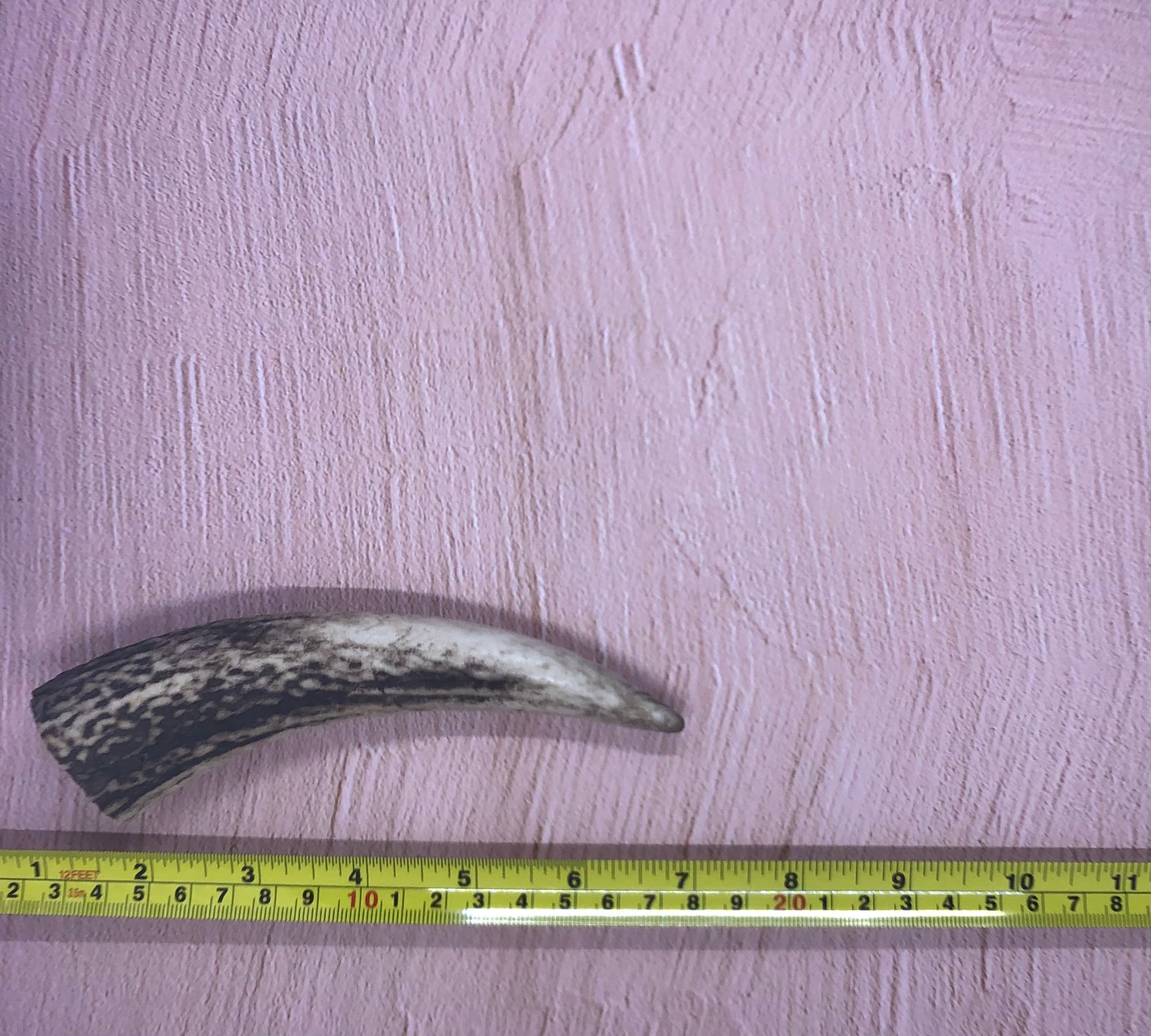 Medium Deer Antlers