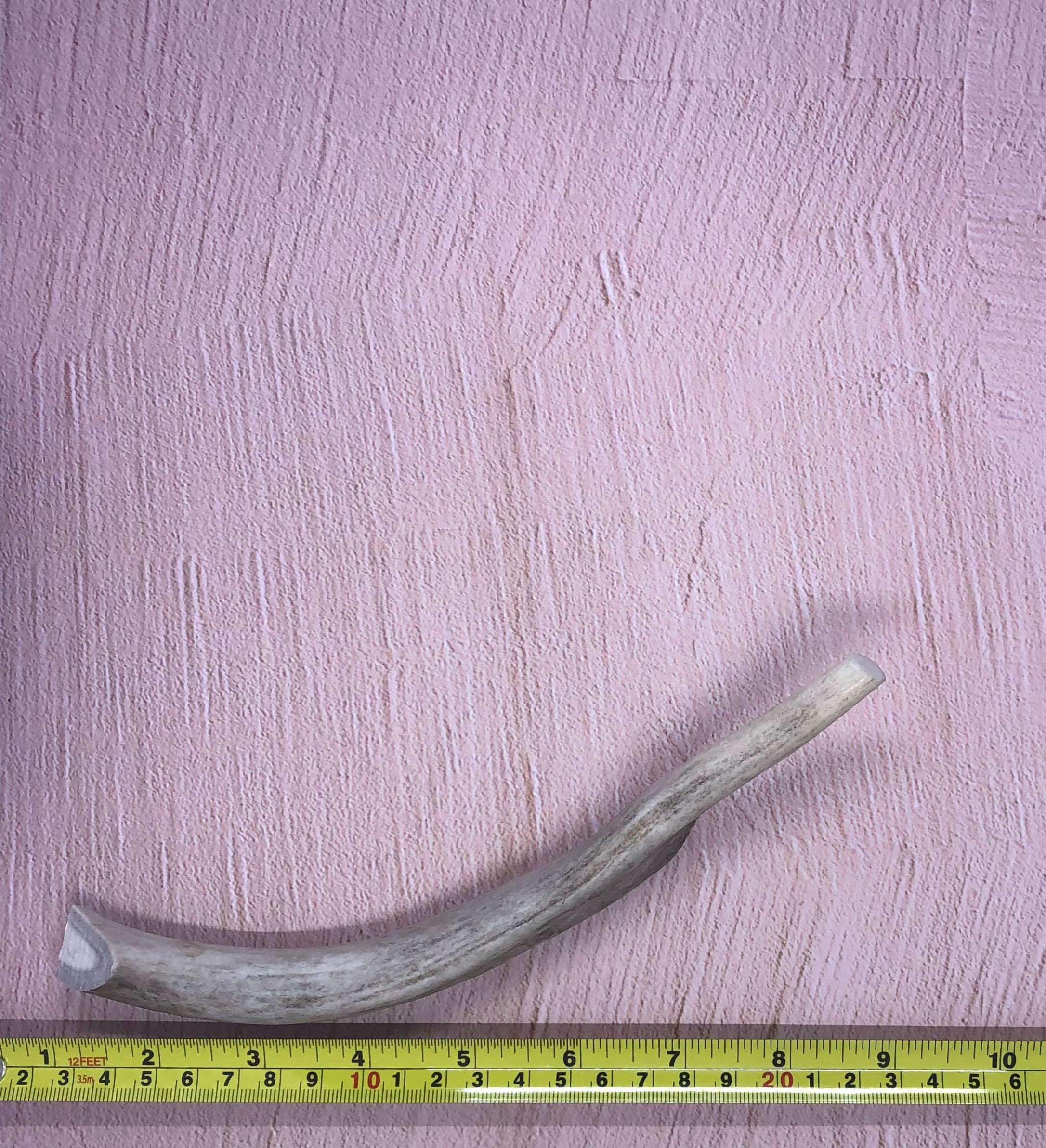 Medium Deer Antlers