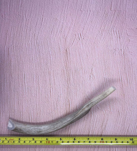 Medium Deer Antlers