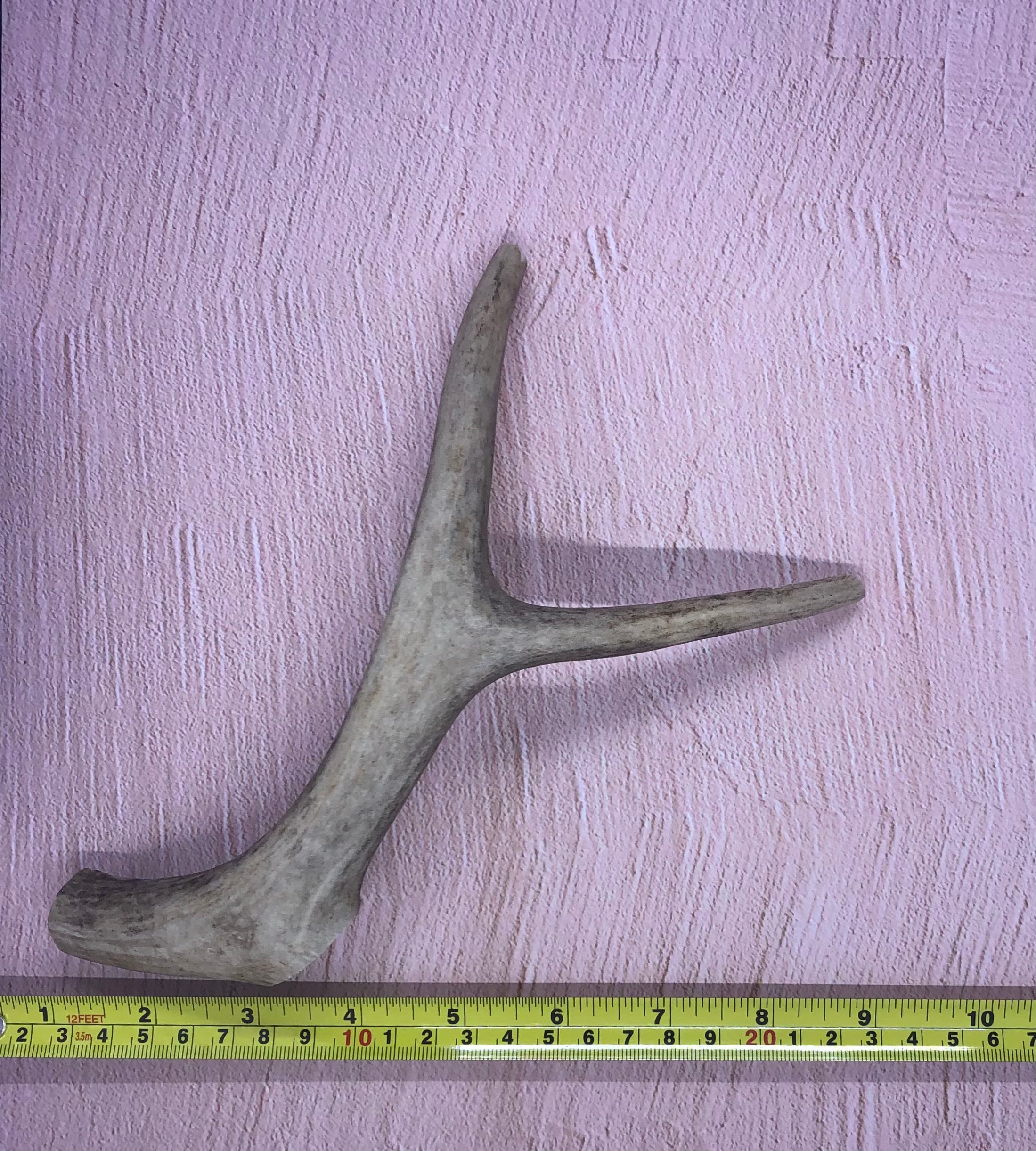 Medium Deer Antlers