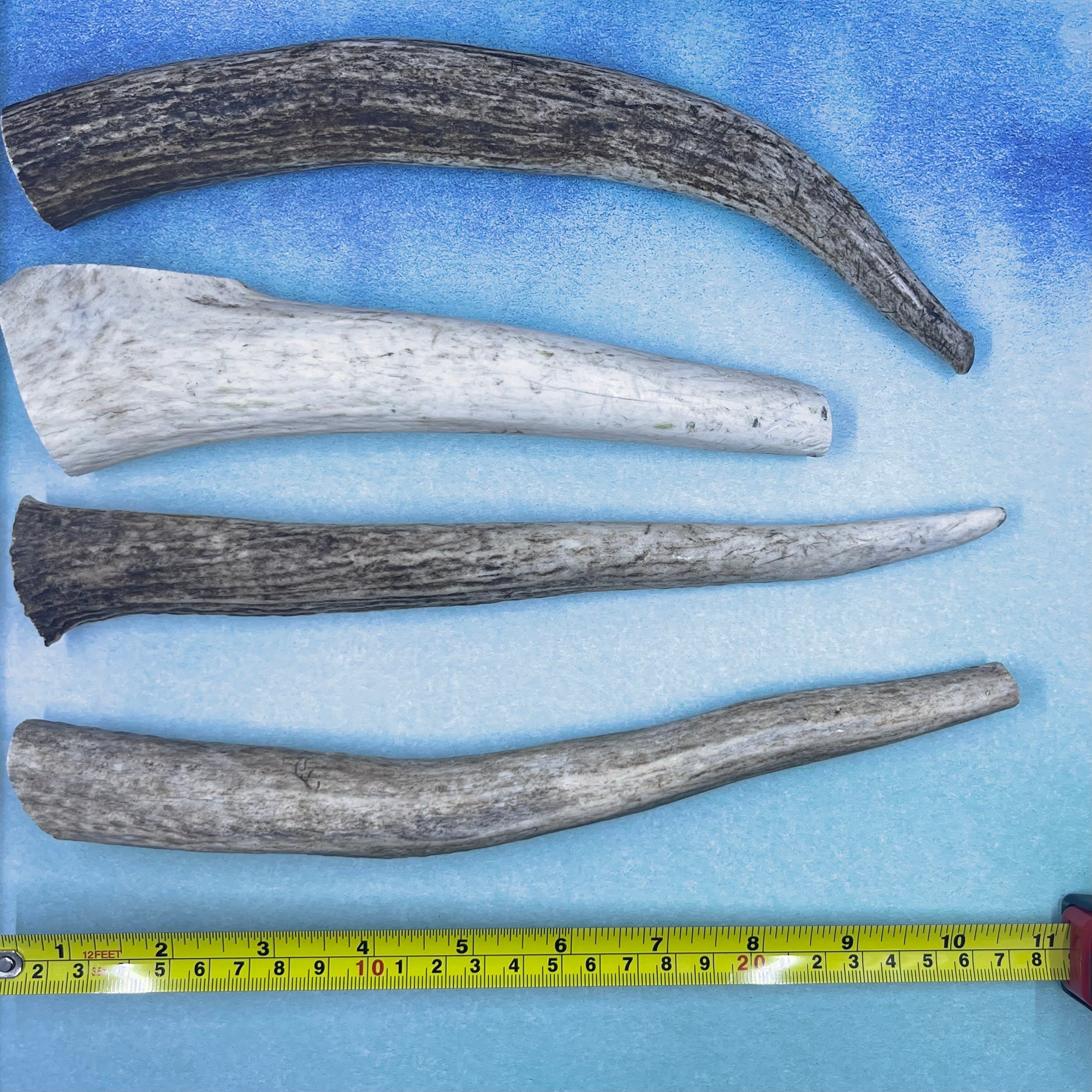 Large Deer Antler Chews for Dogs!