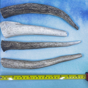 Large Deer Antler Chews for Dogs!