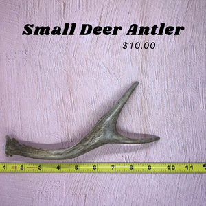 Small Deer Antlers