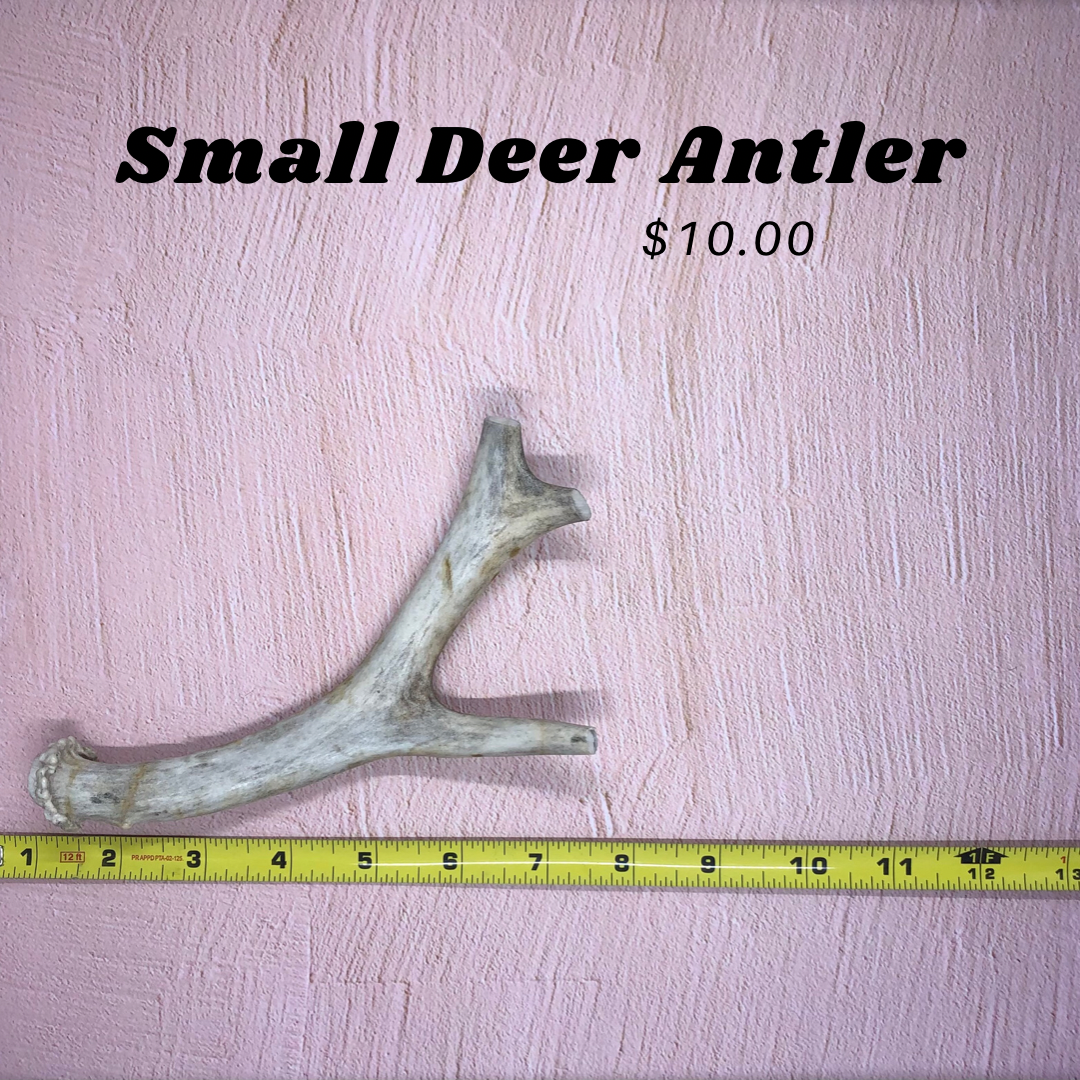 Small Deer Antlers