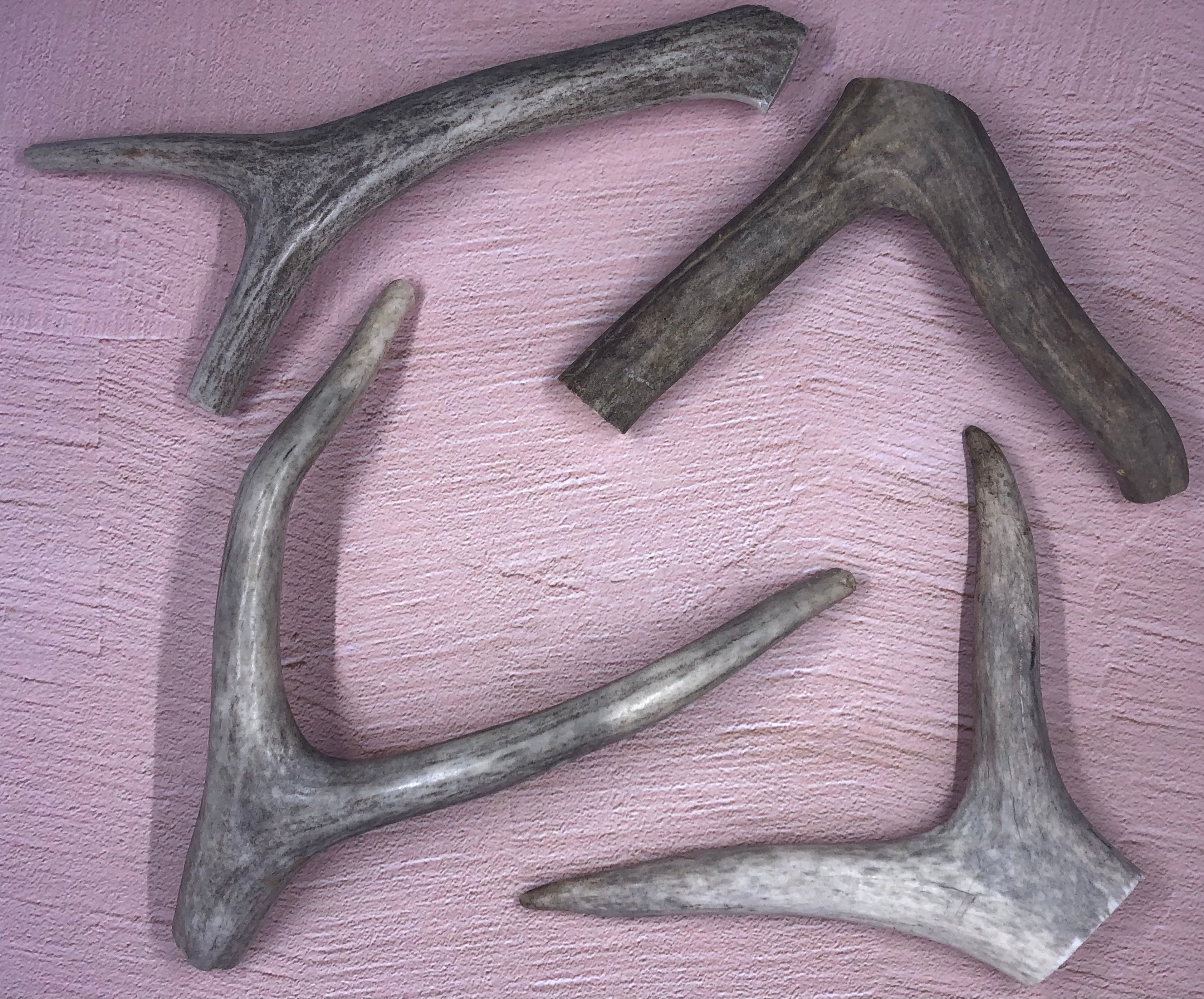 Medium Deer Antlers