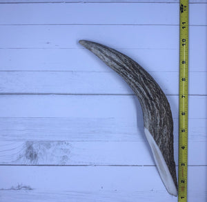 Small Whole Moose Antlers